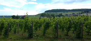 Exploring the Côte des Blancs