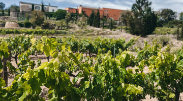 Discovering Cava: The Sparkling Wine Region of Spain