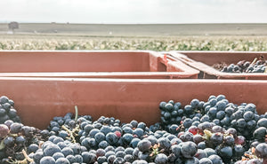 The Allure of Blanc de Noirs Champagne