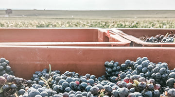 The Allure of Blanc de Noirs Champagne
