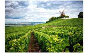 Sulfite-Free Wines: Benefits, Facts & Why They Matter