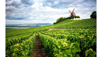 Sulfite-Free Wines: Benefits, Facts & Why They Matter
