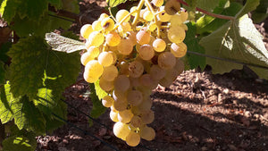 New Grape Varietals in Champagne?