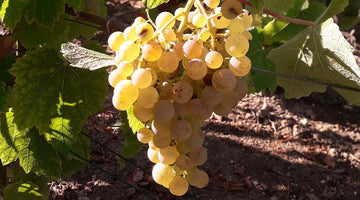 New Grape Varietals in Champagne?