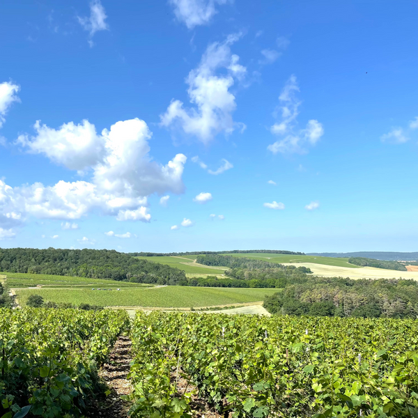 Vineyard with rows of green plants under a blue sky with white clouds - Champagne D. Massin Producer's Club Shipment