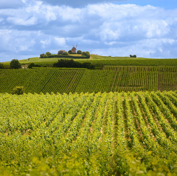 Champagne Playez Jacquemart Producer's Club Shipment